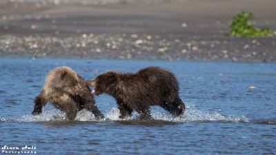 Brown Bear Cubs Wrestling