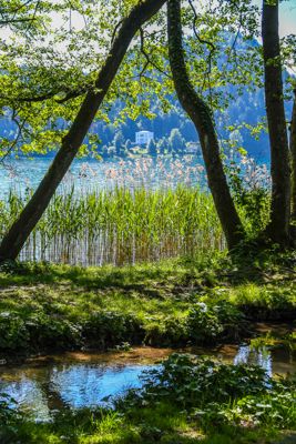 Bled Lake shoreline