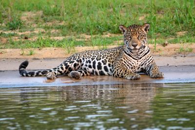 Bill Stripling, 2017 Brazil Pantanal Jaguar Wildlife Photo Expedition, photograph 2