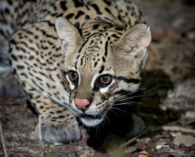Bill Stripling, 2017 Brazil Pantanal Jaguar Wildlife Photo Expedition, photograph 3