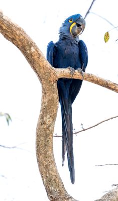 Bill Stripling, 2017 Brazil Pantanal Jaguar Wildlife Photo Expedition, photograph 4