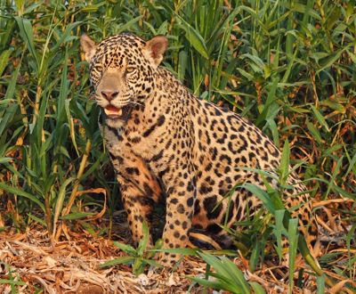 Virginia Huang, 2017 Brazil Pantanal Jaguar Wildlife Photo Expedition, photograph 2