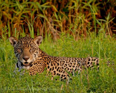 sally radke, 2017 Brazil Pantanal Jaguar Wildlife Photo Expedition, photograph 1