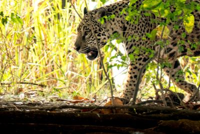 mary Stripling, 2017 Brazil Pantanal Jaguar Wildlife Photo Expedition, photograph 2