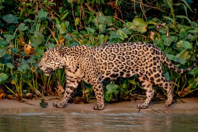 mary Stripling, 2017 Brazil Pantanal Jaguar Wildlife Photo Expedition, photograph 3
