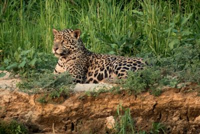 mary Stripling, 2017 Brazil Pantanal Jaguar Wildlife Photo Expedition, photograph 4