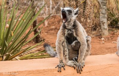 Judith Edgar, 2017 Ultimate Madagascar Photography Tour I, photograph 1
