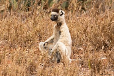 Judith Edgar, 2017 Ultimate Madagascar Photography Tour I, photograph 2