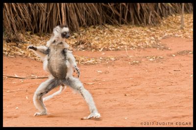 Judith Edgar, 2017 Ultimate Madagascar Photography Tour I, photograph 3