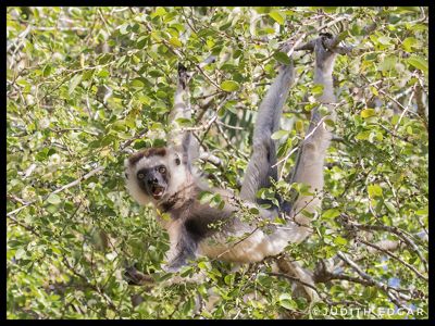 Judith Edgar, 2017 Ultimate Madagascar Photography Tour I, photograph 4