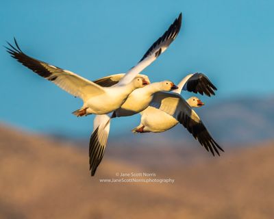 Triplets. How do they fly so closely without accidents?