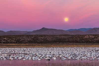 Our fantastic introduction to Bosque del Apache, complete with setting full moon