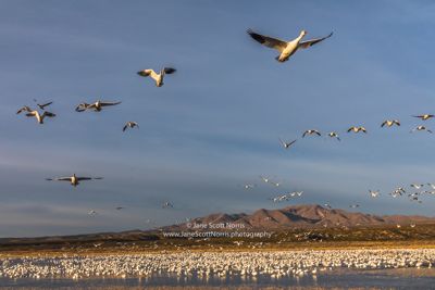 The start of the “blastoff” of snow geese.