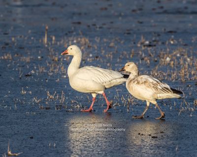 Two straggler snow geese