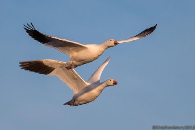 Geese Up