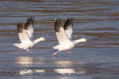 Morning Runway