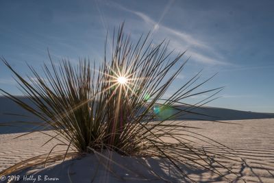 Holly Brown, 2018 Bosque del Apache Bird and White Sands Photography Tour II, photograph 2