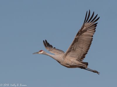 Holly Brown, 2018 Bosque del Apache Bird and White Sands Photography Tour II, photograph 3