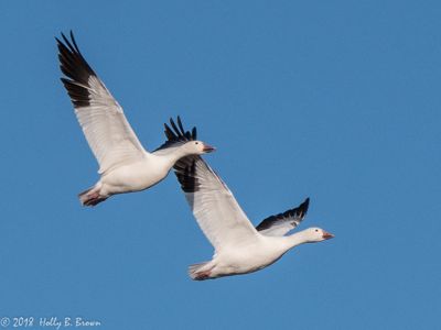 Holly Brown, 2018 Bosque del Apache Bird and White Sands Photography Tour II, photograph 4