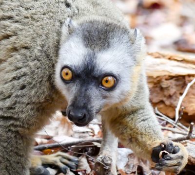 william phillips, 2017 Ultimate Madagascar Photography Tour I, photograph 2