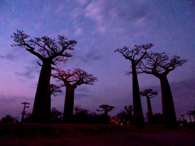william phillips, 2017 Ultimate Madagascar Photography Tour I, photograph 3