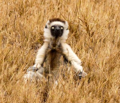 william phillips, 2017 Ultimate Madagascar Photography Tour I, photograph 4
