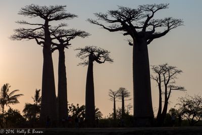 Holly Brown, 2016 Ultimate Madagascar Photography Tour I, photograph 2