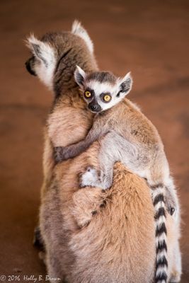 Holly Brown, 2016 Ultimate Madagascar Photography Tour I, photograph 3