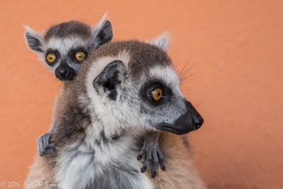 Holly Brown, 2016 Ultimate Madagascar Photography Tour I, photograph 4