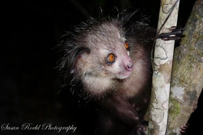 Susan L. Roehl, 2017 Ultimate Madagascar Photography Tour II, photograph 1