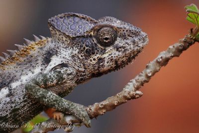Susan L. Roehl, 2017 Ultimate Madagascar Photography Tour II, photograph 2