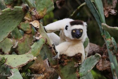 Susan L. Roehl, 2017 Ultimate Madagascar Photography Tour II, photograph 3