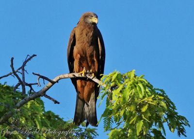 Susan L. Roehl, 2017 Ultimate Madagascar Photography Tour II, photograph 4