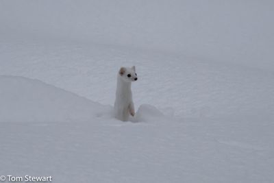 An ermine. Good spotting Neil.