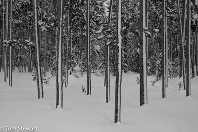 One-sided trees