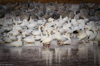 Jim Hartwell, 2018 Bosque del Apache Bird and White Sands Photography Tour III, photograph 1