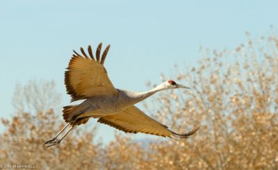 Jim Hartwell, 2018 Bosque del Apache Bird and White Sands Photography Tour III, photograph 2
