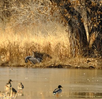 Jim Hartwell, 2018 Bosque del Apache Bird and White Sands Photography Tour III, photograph 3