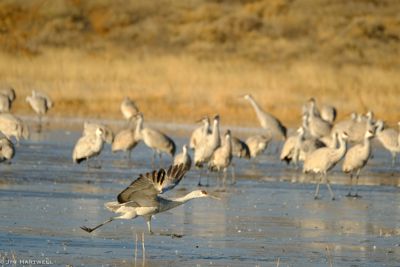 Jim Hartwell, 2018 Bosque del Apache Bird and White Sands Photography Tour III, photograph 4