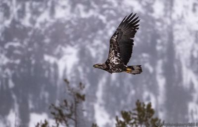 Immature Bald Eagle