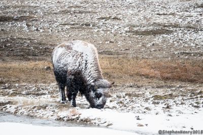 It’s tough to be a bison