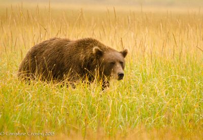 Christine Crosby, 2012 Alaska Brown Bear Photography Trip #2, photograph 1