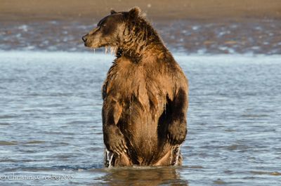 Christine Crosby, 2012 Alaska Brown Bear Photography Trip #2, photograph 2