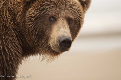 Christine Crosby, 2012 Alaska Brown Bear Photography Trip #2, photograph 3