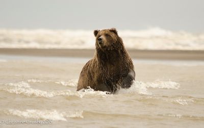 Christine Crosby, 2012 Alaska Brown Bear Photography Trip #2, photograph 4