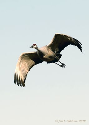 These beautiful Sandhill cranes were so graceful in flight.