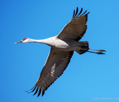 This Sandhill looked me straight in the eye as it flew overhead.
