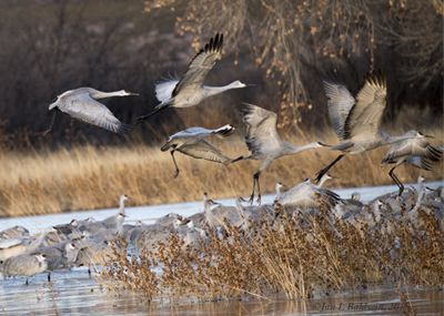 Sandhills as they lifted off the waters.