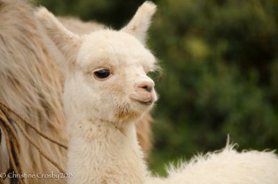 Christine Crosby, 2013 Machu Picchu Photography Tour #1, photograph 2