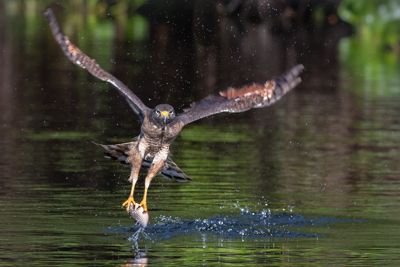 Roadside Hawk